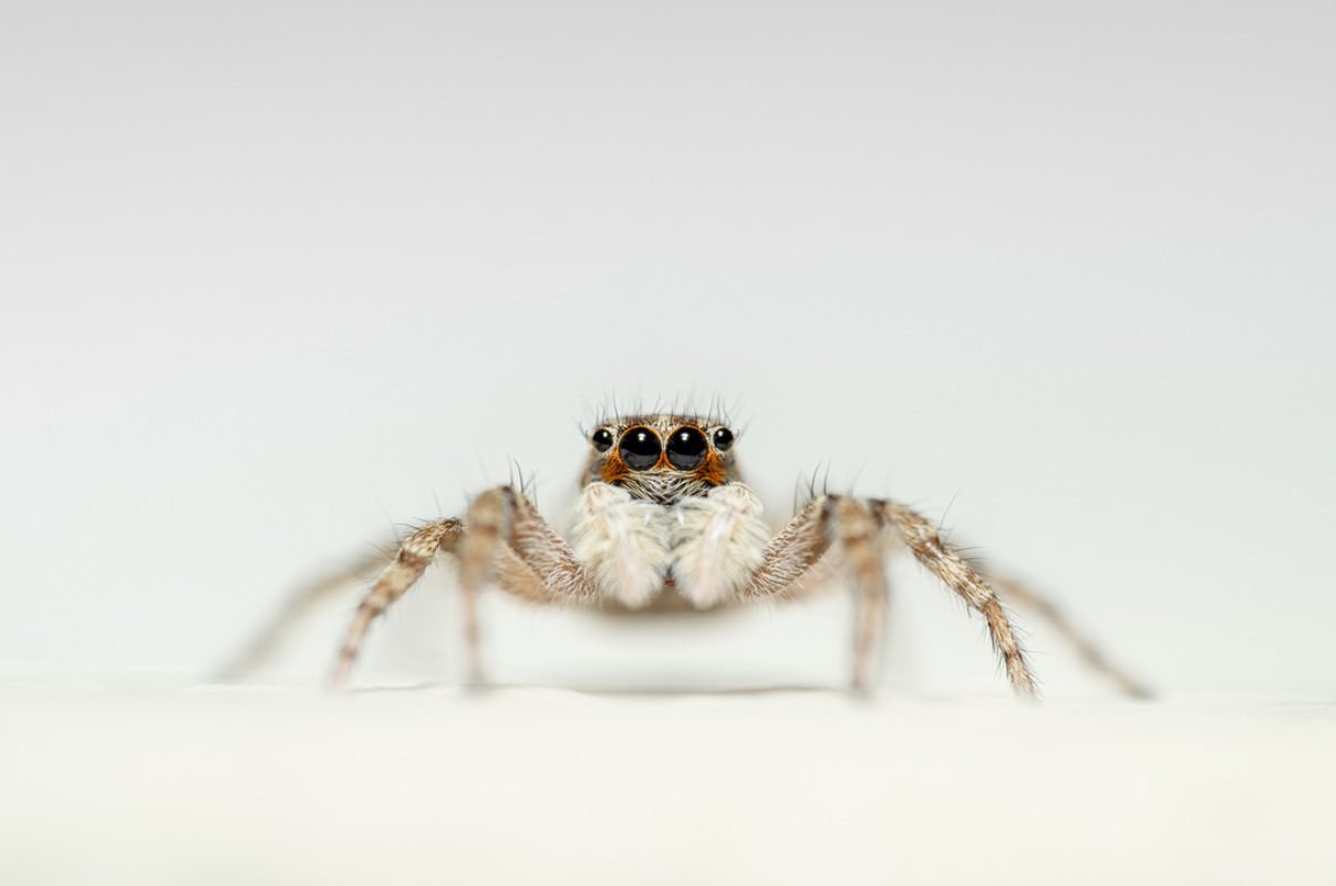 0C24E0E4-6EE8-4B3C-A947-4AE4D395790B_1_105_c